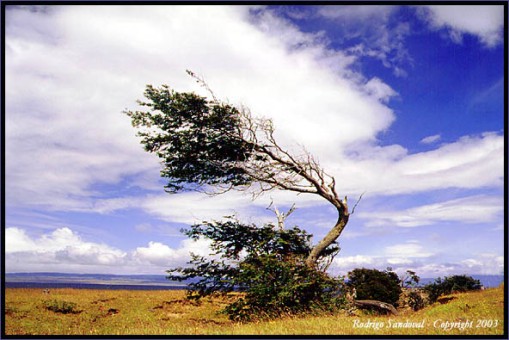 Árbol doblado al viento, Región de Magallanes