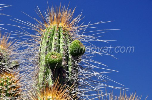 Cactus Copao